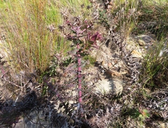 Berkheya cruciata