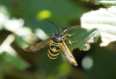 Pennisetia marginatum