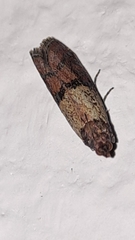 Plodia interpunctella