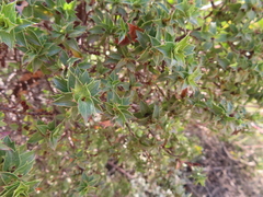 Cliffortia