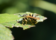 Pennisetia marginatum