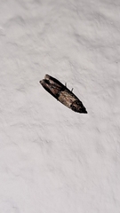 Plodia interpunctella