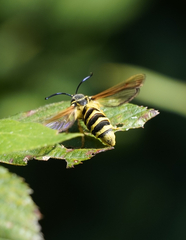 Pennisetia marginatum
