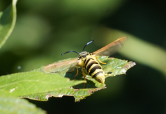 Pennisetia marginatum