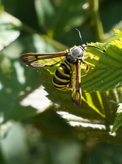 Pennisetia marginatum
