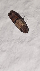 Plodia interpunctella