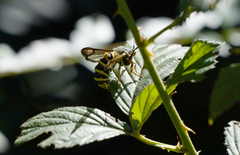 Pennisetia marginatum