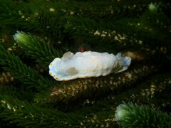 Goniobranchus epicurius