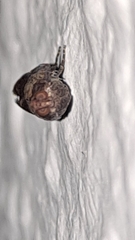 Plodia interpunctella