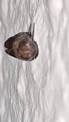 Plodia interpunctella