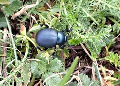 Timarcha tenebricosa
