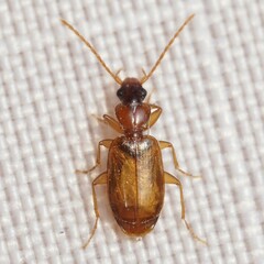 Axinopalpus fusciceps