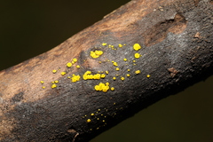 Calycina citrina