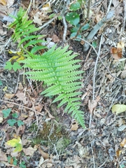 Dryopteris filix-mas