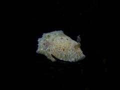 Sclerodoris tarka