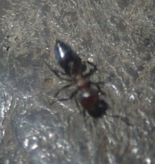 Crematogaster castanea