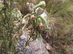 Erica strigilifolia
