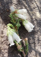 Erica strigilifolia