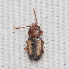 Laemophloeus terminalis