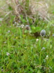 Plantago bellardii