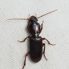 Stenomorphus californicus