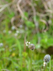 Plantago bellardii