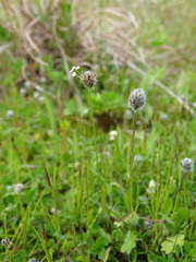 Plantago bellardii