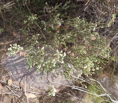 Erica strigilifolia