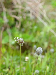 Plantago bellardii
