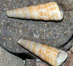 Turritella turbona