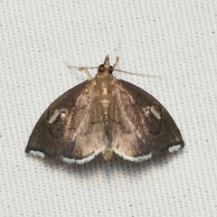 Perispasta caeculalis