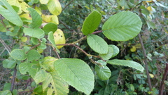Rubus ellipticus