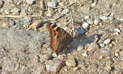 Aglais caschmirensis