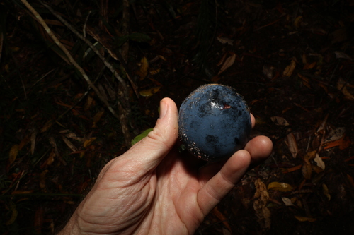 Image of Davidsonia pruriens by (c) Greg Tasney, some rights reserved (CC BY-SA)