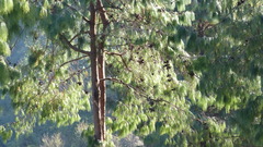 Pinus roxburghii