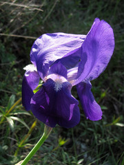 Iris × germanica