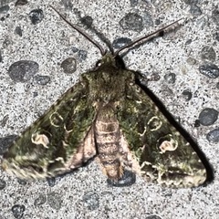 Ichneutica plena
