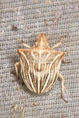 Ancyrosoma leucogrammes
