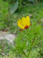 Adonis cretica