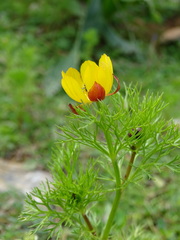 Adonis cretica
