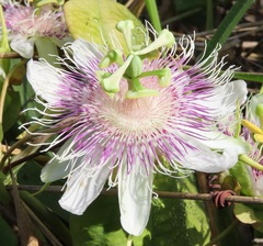 Passiflora rubrotincta