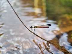 Libellago aurantiaca