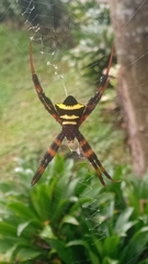 Argiope reinwardti