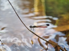 Libellago aurantiaca