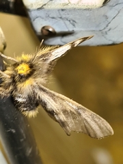 Nataxa flavescens