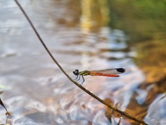 Libellago aurantiaca