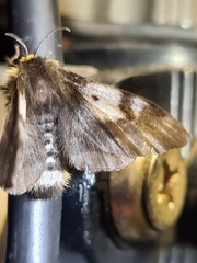Nataxa flavescens