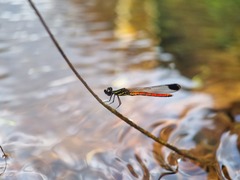 Libellago aurantiaca