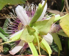 Passiflora rubrotincta