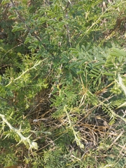 Vachellia hebeclada